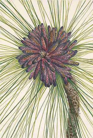 长叶松。长叶松`Longleaf Pine. Pinus palustris (1925) by Mary Vaux Walcott