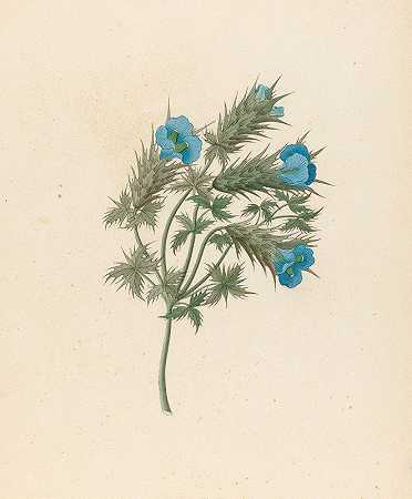 刺五加`Acanthus carduifolia [Blepharis sinuata] (1817) by Clemenz Heinrich Wehdemann