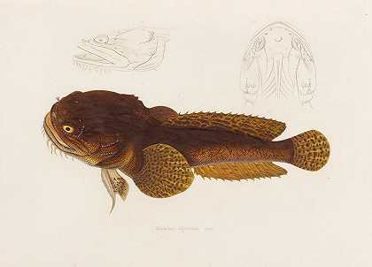 痛觉巴氏杆菌`Batrachus Algeriensis (1844~1867) by Arthus Bertrand
