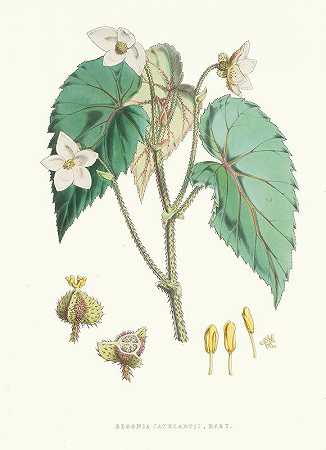海棠。`Begonia Cathcartii, H. f. et T. (1855) by Walter Fitch Hood