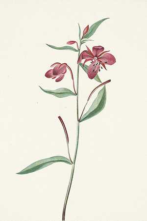 红柳。宽叶淫羊藿`Red Willowweed. Epilobium latifolium (1925) by Mary Vaux Walcott
