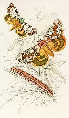 新伽马猫图哈拉，阿米西亚猫图哈拉`Catochala neogama, Catochala amesia (1833) by James Duncan