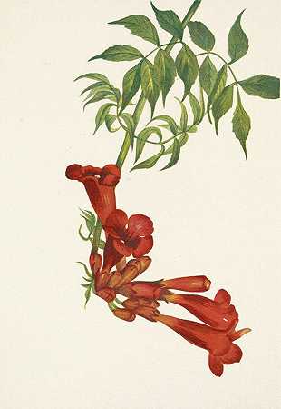 小号爬行动物。桡骨比格诺尼亚`Trumpetcreeper. Bignonia radicans (1925) by Mary Vaux Walcott