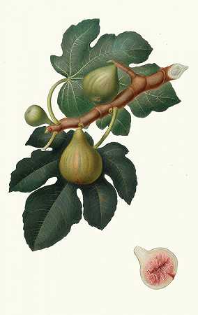 酷女王。[无花果无花果]`Fico Regina. [Ficus carica sativa ; Fig] (1817~1839) by Giorgio Gallesio