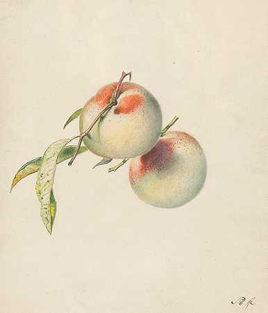 茎上有两个桃子`Twee perziken aan hun steeltjes (1824 ~ 1900) by Albertus Steenbergen