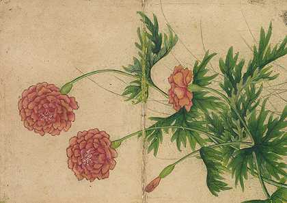 牡丹`Peony (18th Century) by Zhang Ruoai