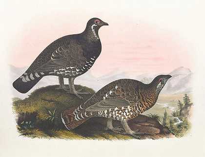 富兰克林和松鸡`Franklins Grouse (1865) by Daniel Giraud Elliot