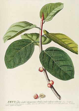 榕树`Ficus (1750~1773) by Georg Dionysius Ehret