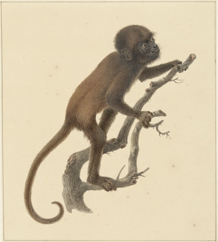 猴子`Aapje (1759 ~ 1842) by Pieter Pietersz. Barbiers