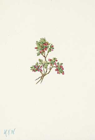 低矮的越橘。蓝莓`Low Whortleberry. Vaccinium caespitosum (1925) by Mary Vaux Walcott