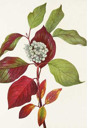 红柳山茱萸。（山茱萸）`Red~osier Dogwood. (Cornus stolonifera) (1925) by Mary Vaux Walcott