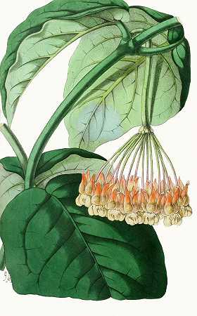 拉西安图姆水母`Plocostemma lasianthum (1852~1861)