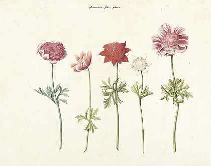 五项海葵研究`Vijf studies van anemonen (1760)