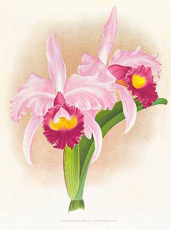 卡特利亚草有紫癜`Cattleya Trianae var purpurata (1885~1906) by Jean Jules Linden