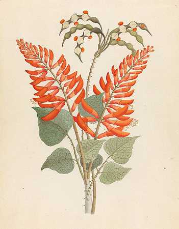 刺桐属，11月种[刺桐属]`Erythrina, Nov. Specie [Erythrina humeana] (1817) by Clemenz Heinrich Wehdemann
