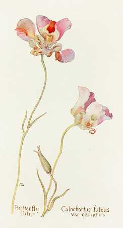 蝴蝶郁金香`Butterfly Tulip (1915) by Margaret Armstrong