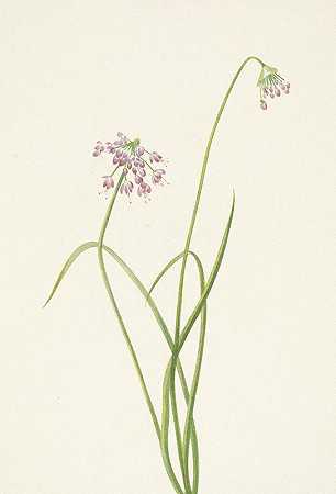 点头洋葱。青葱`Nodding Onion. Allium cernuum (1925) by Mary Vaux Walcott