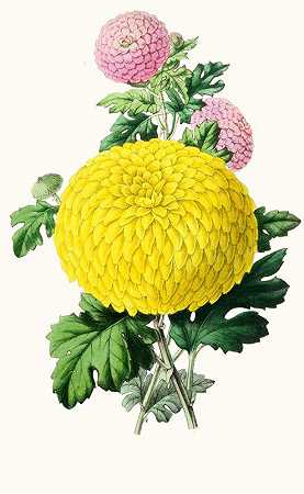 菊花1。普勒代托2号。安妮·索尔特`Chrysanthemum 1.Pouledetto 2.Annie Salter (1852~1861)