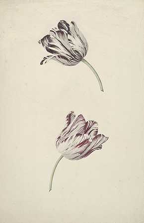 两朵红白相间的郁金香`Two Red~and~white Tulips (1744 ~ 1805) by Jan Laurensz. van der Vinne