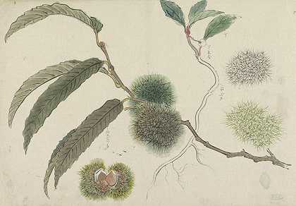 在树枝上驯服栗子`Tamme kastanjes aan een tak (1800 ~ 1900) by Ishikawa Kazan