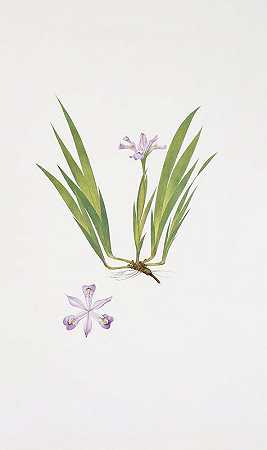 去水晶屋`Iris cristata (1913) by William Rickatson Dykes