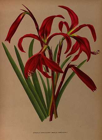 台湾石蒜（Amaryllis formosisma）`Sprekelia Formosissima ( Amaryllis Formosissima ) (1872~1881) by Arentine H. Arendsen