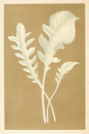 白矢车菊`Centaurea Candidissima (1867~1870) by Edward Joseph Lowe