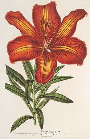 百合型`Lilium formosum (1854~1896) by Charles Antoine Lemaire