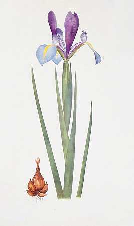 我很抱歉。`Iris xiphium var. praecox (1913) by William Rickatson Dykes