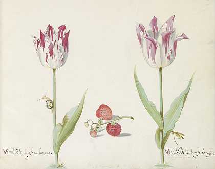 两朵郁金香配草莓和蜗牛`Twee tulpen met aardbeien en slak (1637) by Jacob Marrel