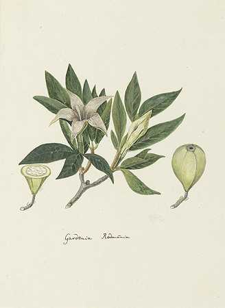 Rothmannia capensis Thunb，原名栀子（野生栀子或普通Rothmannia）`Rothmannia capensis Thunb, formerly gardenia capensis Druce (Wild Gardenia or common Rothmannia) (1777 ~ 1786) by Robert Jacob Gordon