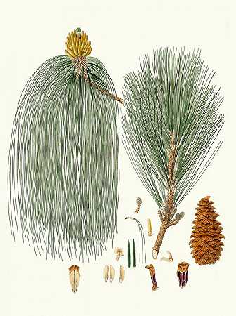 长叶松=长叶印度松`Pinus longifolia = Long~leaved Indian pine (1837) by Aylmer Bourke Lambert