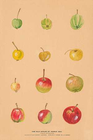 中亚的野苹果`The Wild Apples of Middle Asia by Nikolai Ivanovich Vavilov
