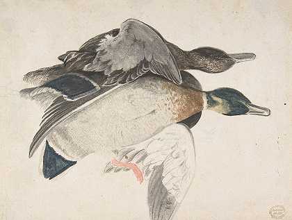 两只死鸭子`Two Dead Ducks (1685–1755) by Count Giorgio Durante