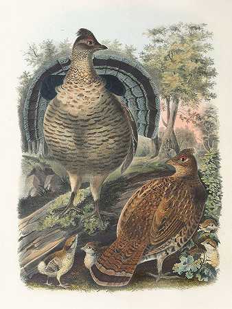 皱褶松鸡`Ruffed Grouse (1865) by Daniel Giraud Elliot