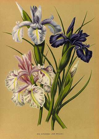鸢尾（鸢尾英文）`Iris Xiphioides (Iris Anglica) (1872~1881) by Arentine H. Arendsen