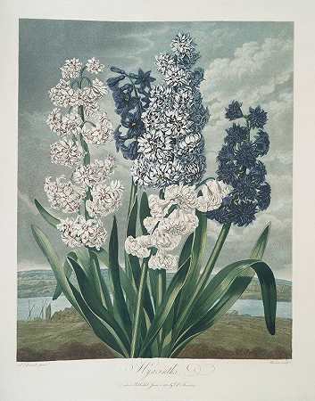 风信子`Hyacinths (1799–1807) by Robert John Thornton