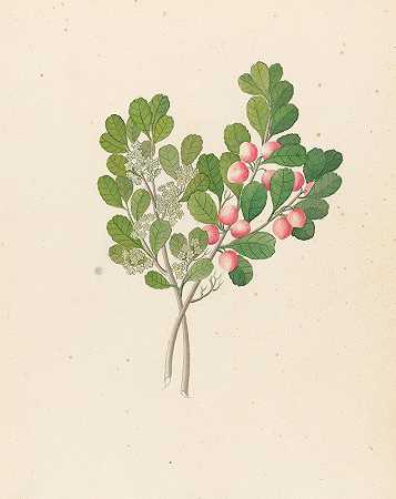 鼠李[Cassine aethiopica（=Mystroxylon thiopicum）]`Rhamnus [Cassine aethiopica (=Mystroxylon aethiopicum)] (1817) by Clemenz Heinrich Wehdemann