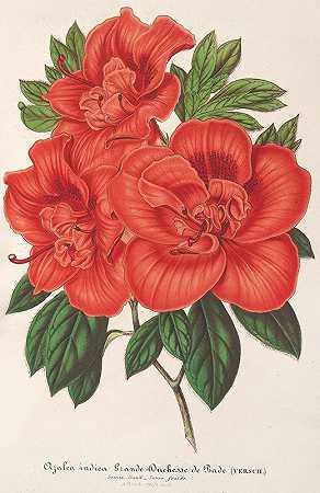 巴德公爵夫人大杜鹃`Azalea (indica) Grande Duchesse de Bade (1854~1896) by Charles Antoine Lemaire