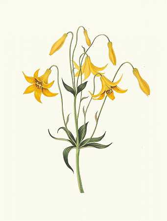 金丝百合。[加拿大百合，野生黄百合]`Lilium Canadense. [Canada Lily, Wild Yellow Lily] (1834) by Priscilla Susan Bury