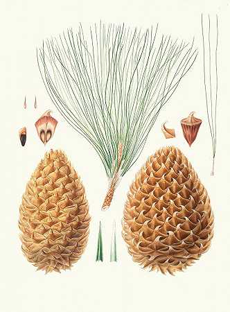 sabiniana松树=多刺的大圆松。[Digger pine]`Pinus sabiniana = Great prickly~coned pine. [Digger pine] (1837) by Aylmer Bourke Lambert