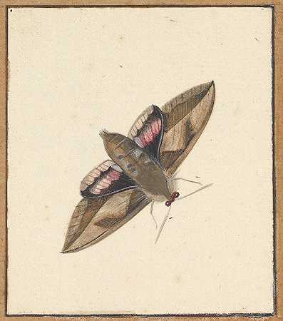 飞蛾`A Moth (early 18th–mid 18th century) by Nicolaas Struyk