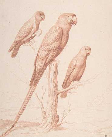 三只鹦鹉`Three Parrots (ca. 1675) by Nicolas Robert