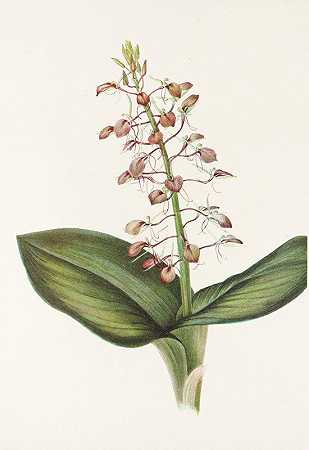 莉莉·特威布莱德。（Liparis liliifolia）`Lily Twayblade. (Liparis liliifolia) (1925) by Mary Vaux Walcott