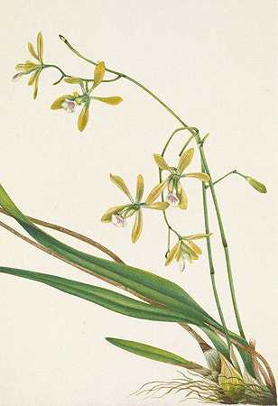 坦帕岛。坦彭斯附睾`Tampa Epidendrum. Epidendrum tampense (1925) by Mary Vaux Walcott