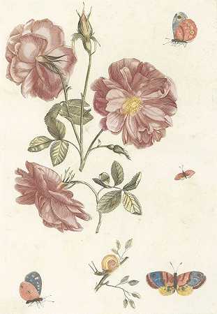 两枝玫瑰，四只蝴蝶和一只蜗牛`Twee takken met rozen, vier vlinders en een slak (1688)