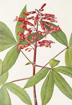 红七叶树。（七叶树）`Red Buckeye. (Aesculus pavia) (1925) by Mary Vaux Walcott