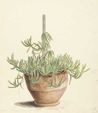 Aizoaceae科中的中胚层花`Mesembryanthemum uit de familie der Aizoaceae (1668 ~ 1729) by Laurens Vincentsz. van der Vinne
