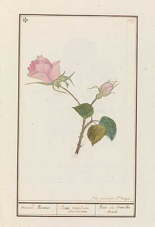 玫瑰（粉色）`Roos (Rosa) (1790 ~ 1799) by Jan Anton Garemyn