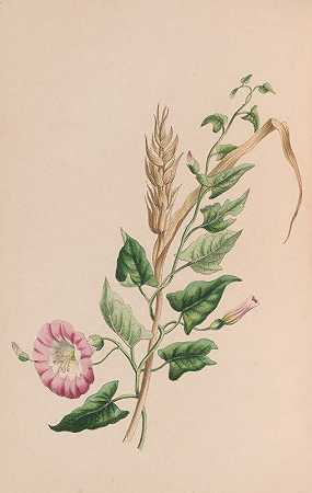 天竺葵`Geranium (1840) by John Stevens Henslow